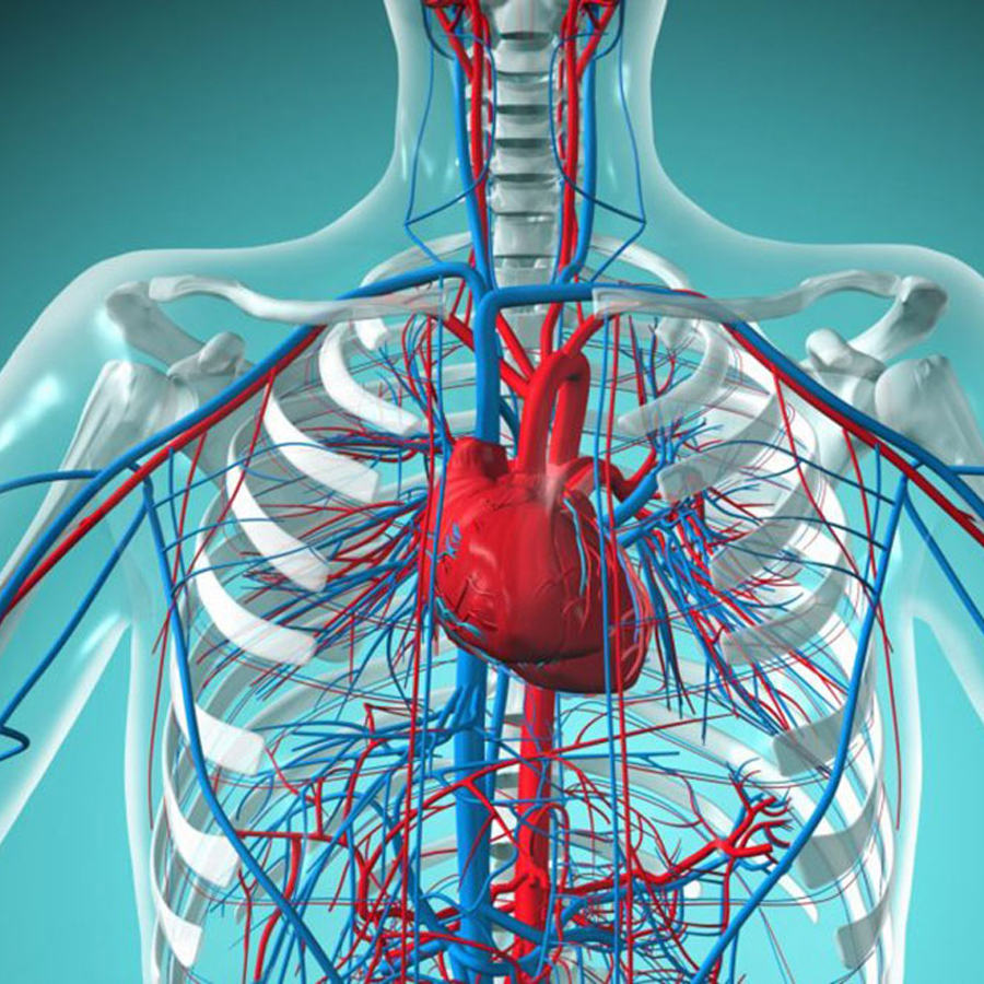 Центры управления сердечно сосудистой дыхательной. Сосуды ССС человека анатомия. Система кровообращения человека кровеносные сосуды. Сердце и кровеносная система человека анатомия. Сердце и сосуды картинки.